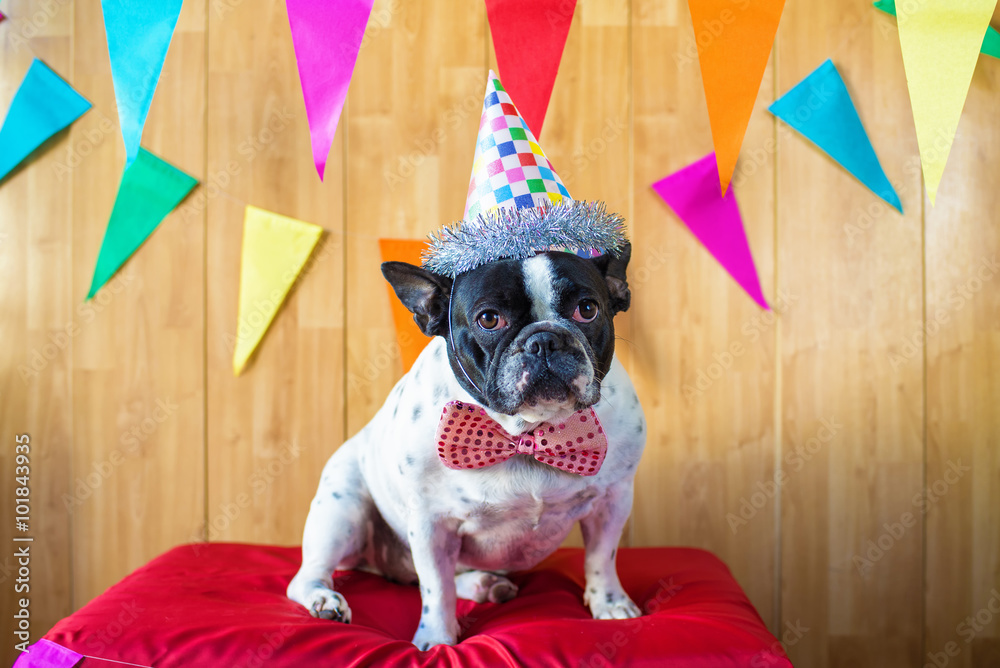 Dog dressed for party - obrazy, fototapety, plakaty 