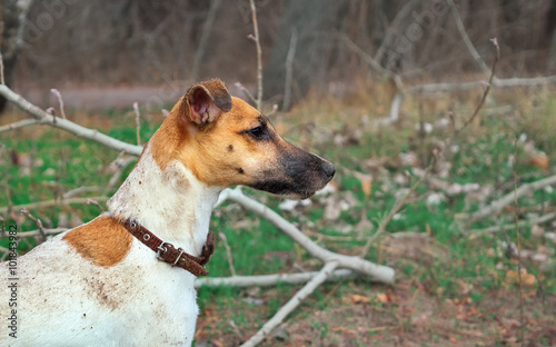 fox terrier portrait, of a young dog, on the nature