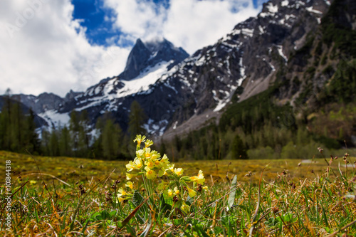 Spring mountain scenic with cowslip flowers  Primula veris  focus on foreground blur background