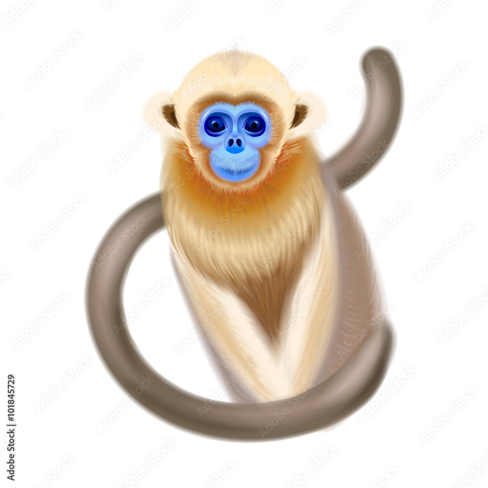 Chinese snubnosed fluffy monkey on the white background Stock