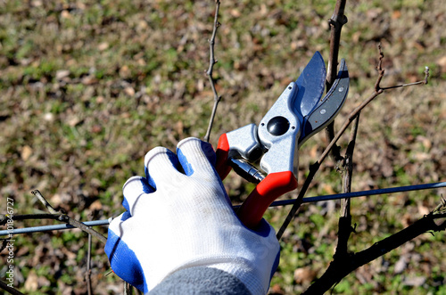 Bild auf Leinwand Sharp gardening clippers