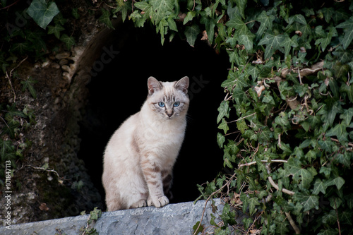 Fotografía nicchia