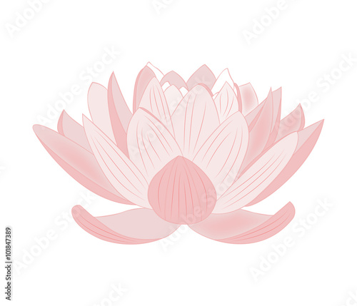 Pink lotus flower vector, fiore di loto rosa vettoriale