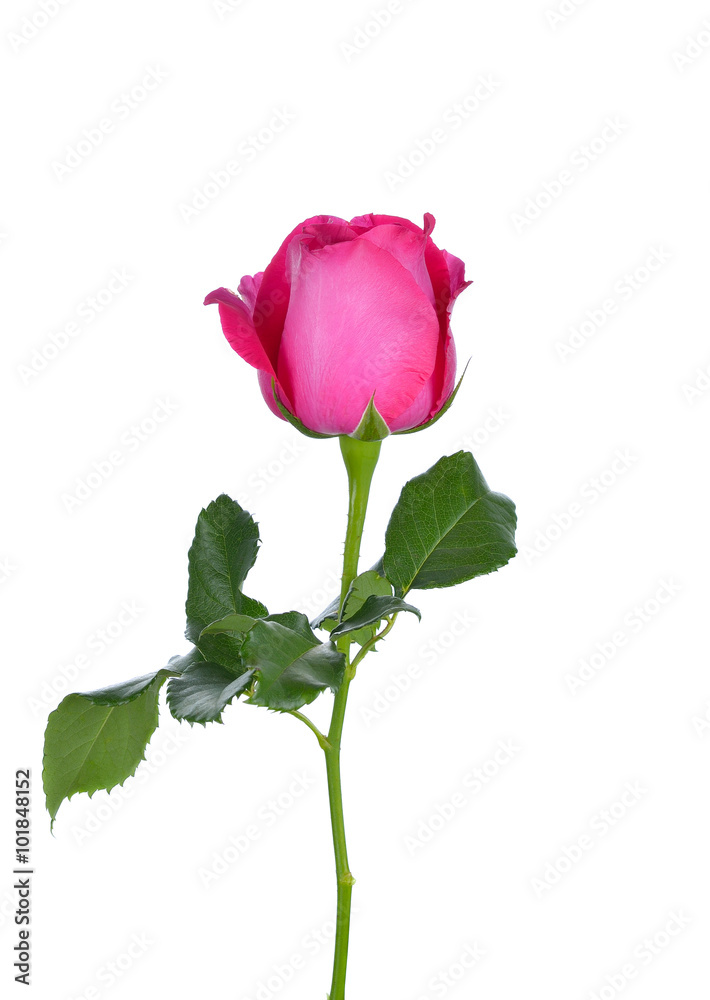 Fototapeta premium Pink Rose on white background