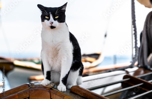 Alert cat on a sailboat