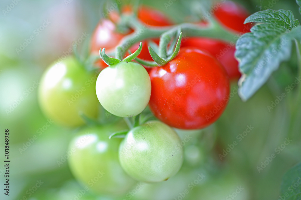 Home Garden/Cherry tomatoes in varying state of ripeness on vine in home garden lit by natural light