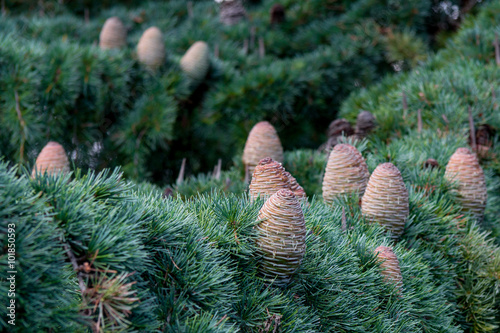Cedar - pinecone