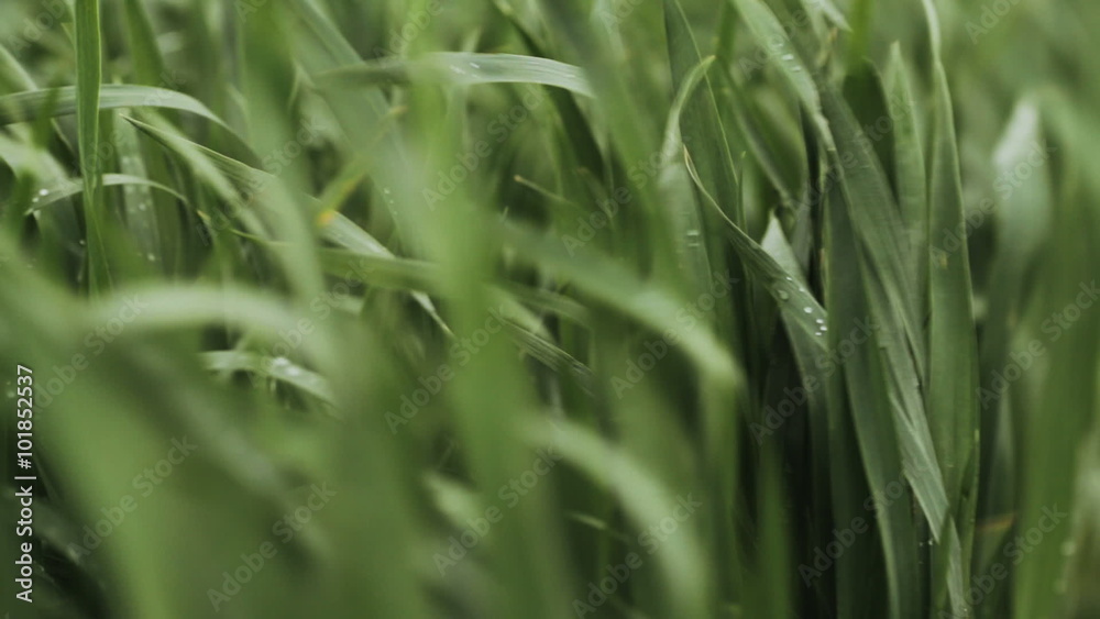 green grass after rain in the wind green grass after rain in the wind