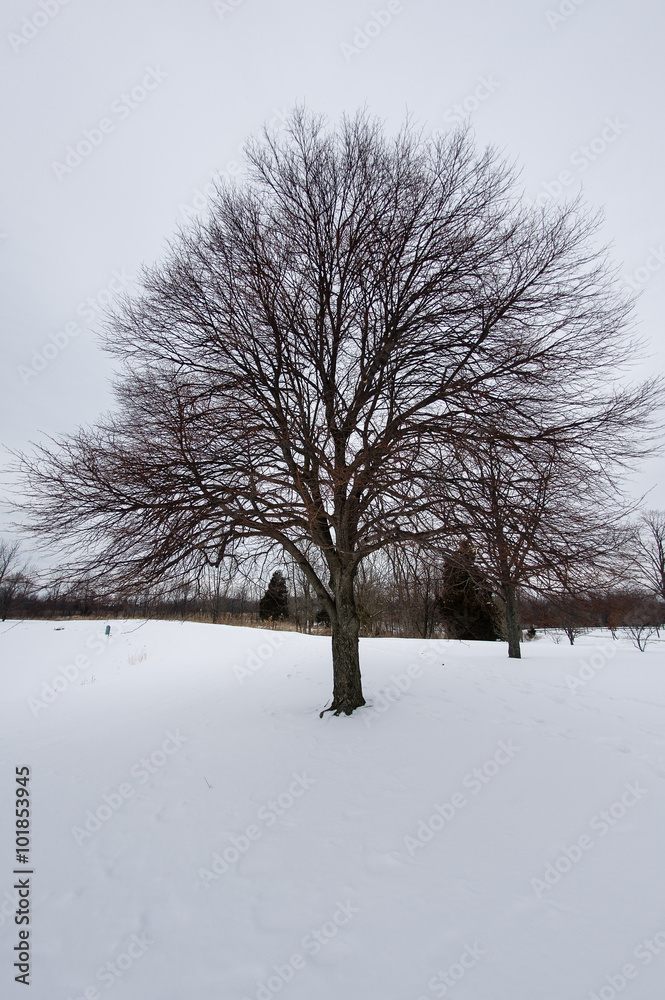 Bare Tree in the Snow