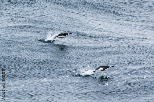 Chinstrap Penguin © barbarico