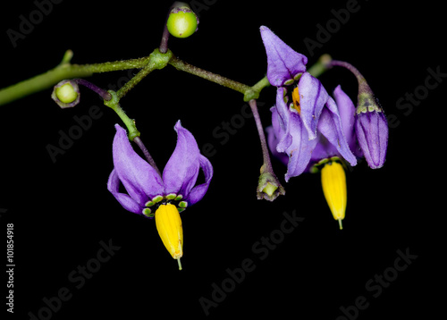 Bilde på lerret Bittersweet Nightshade
