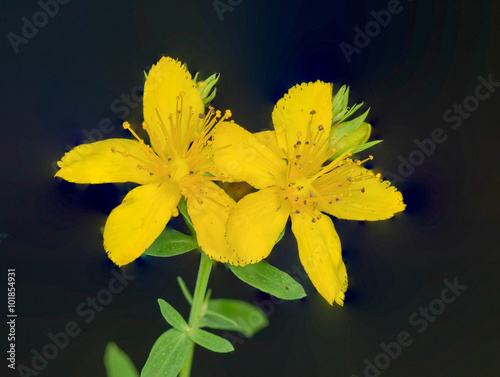 St. Johnswort Wild Flower photo
