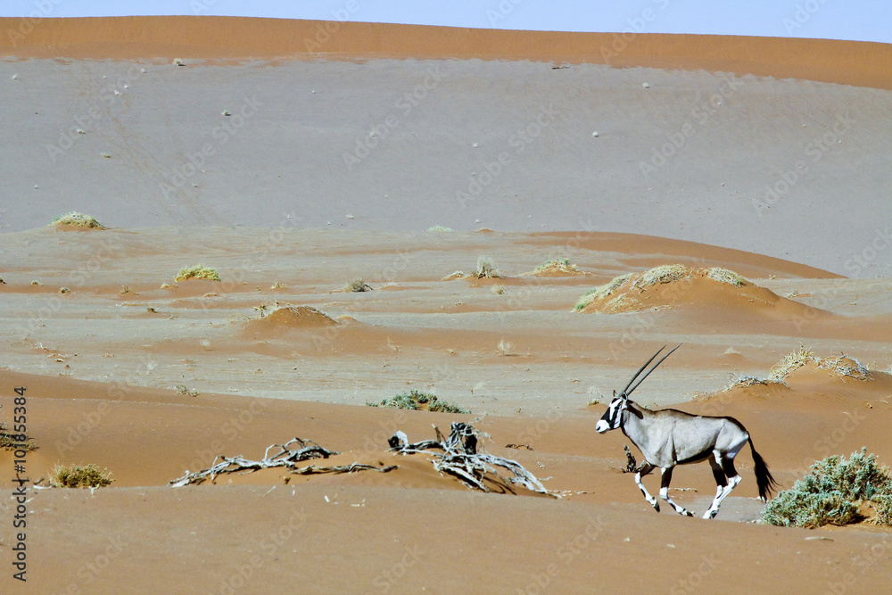 Obraz premium Wandering dune of Sossuvlei in Namibia with Oryx walking on it