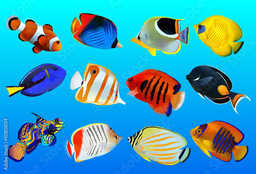 group of fishes on a blue background