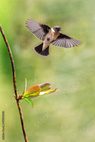 Bird in flight against spring background