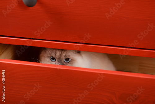Cat hiding in the red wooden drawer