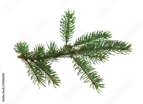 Fir branch  isolated on white