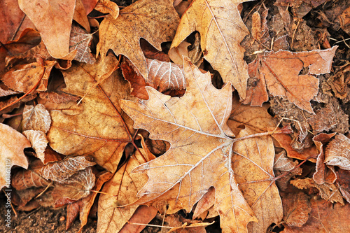 Pile of different dry leaves underfoot