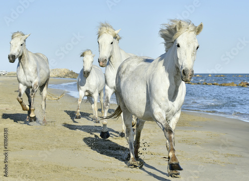 Herd of White Camargue Horses running on the beach . Parc Regional de Camargue - Provence, France