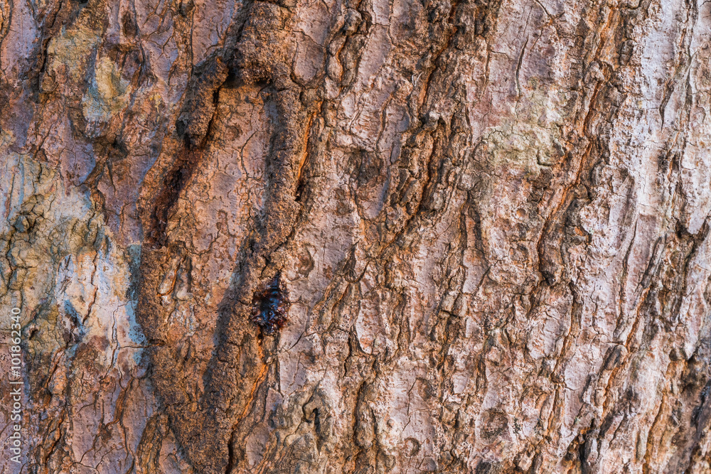 the surface of the bark. the surface of the bark.