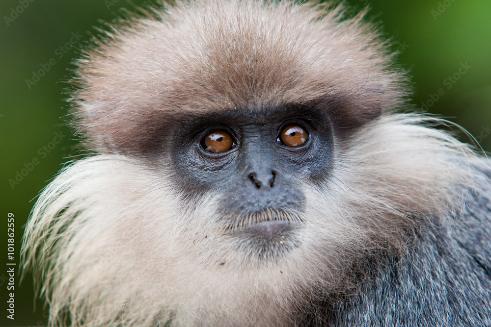 Purple-faced langur - monkey Purple-faced langur - monkey