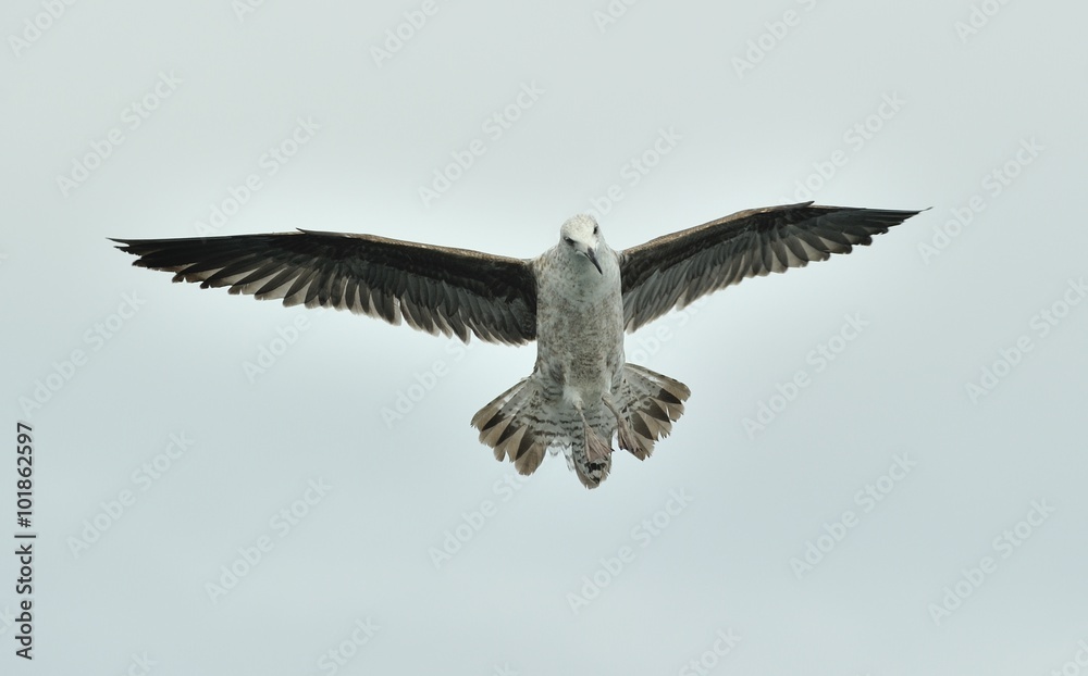 Juvenile Kelp gull (Larus dominicanus), also known as the Dominican gull Juvenile Kelp gull (Larus dominicanus), also known as the Dominican gull