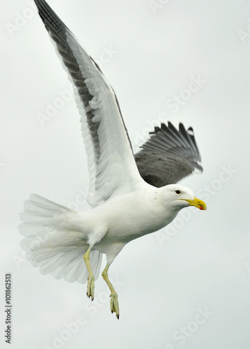 Flying Kelp gull (Larus dominicanus) also known as the Dominican gull and Black Backed Kelp Gull. White Background