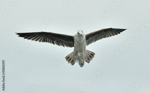 Juvenile Kelp gull  Larus dominicanus   also known as the Dominican gull