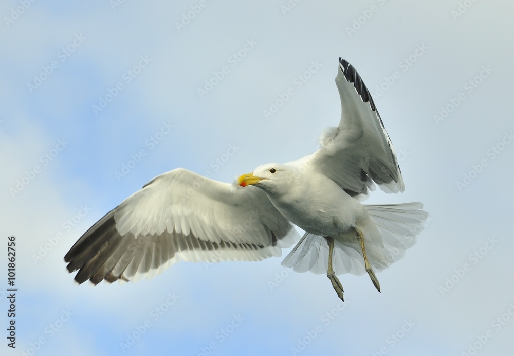 Kelp gull (Larus dominicanus), also known as the Dominican gull Kelp gull (Larus dominicanus), also known as the Dominican gull
