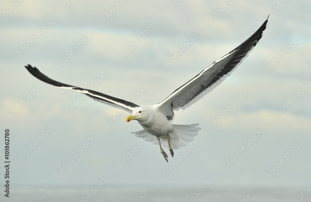 Flying adult Kelp gull (Larus dominicanus), also known as the Do Flying adult Kelp gull (Larus dominicanus), also known as the Do
