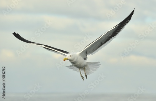 Flying adult Kelp gull (Larus dominicanus), also known as the Do