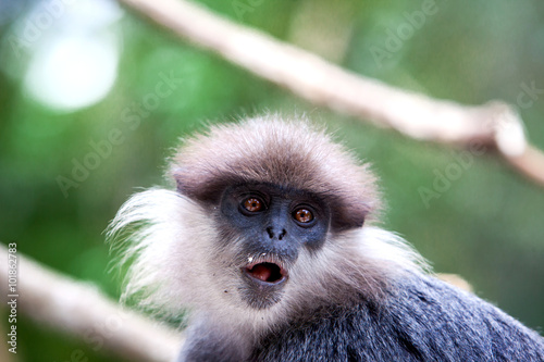 Purple-faced langur - monkey