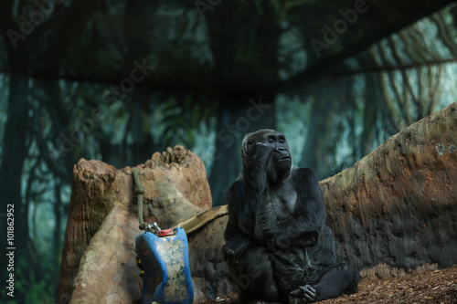 Photography Western lowland gorilla