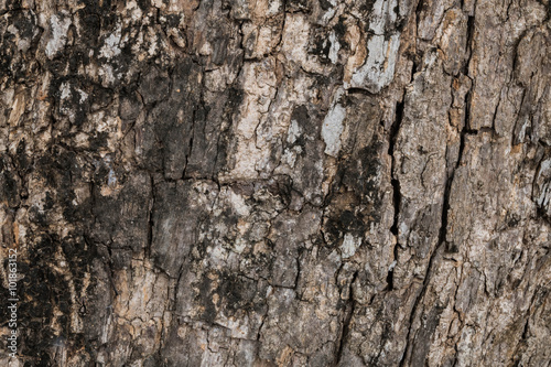  the surface of the bark.