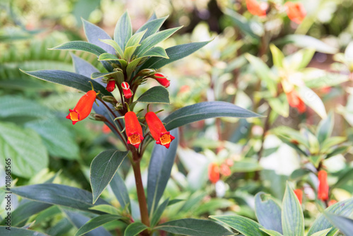 Firecracker Penstemon