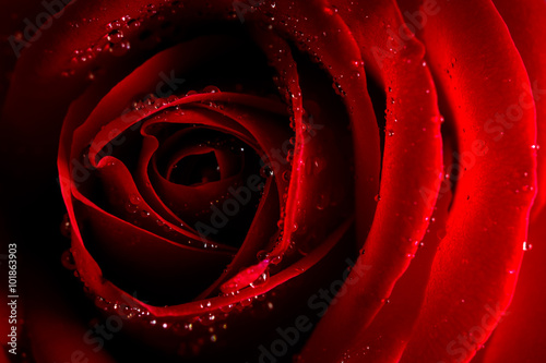 Close up red rose with water drop