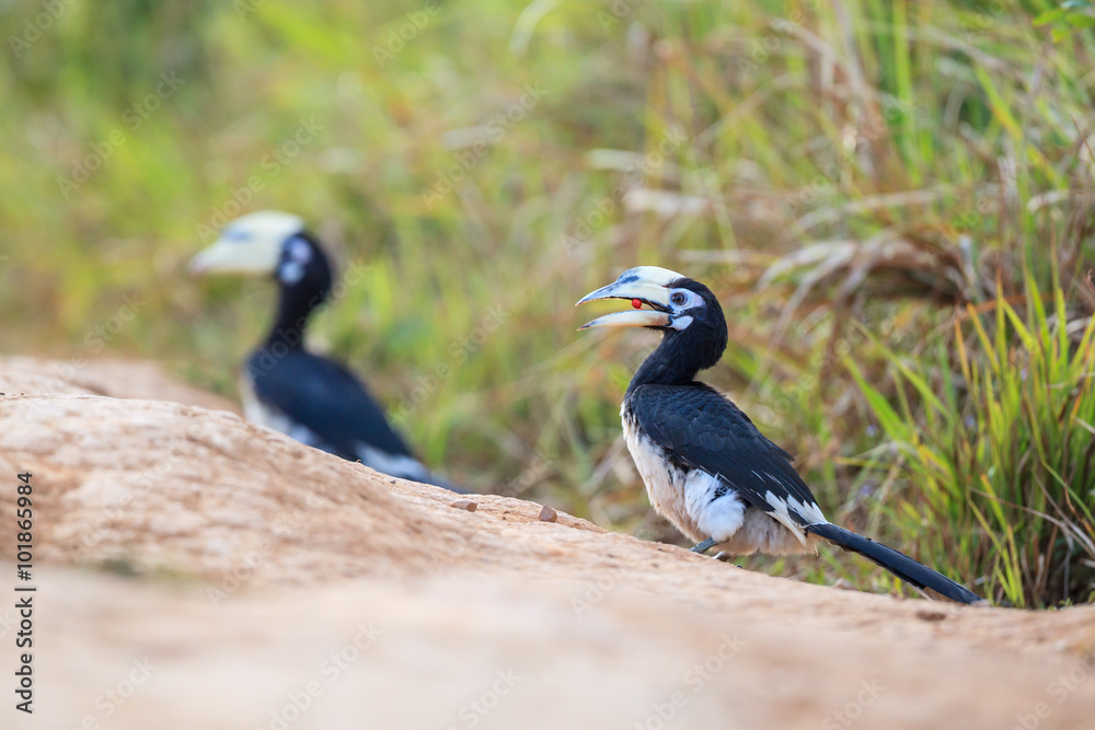 Fototapeta premium Oriental pied hornbill