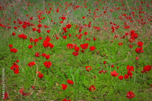 Fototapeta Naklejka Na Ścianę i Meble -  Field of red anemones