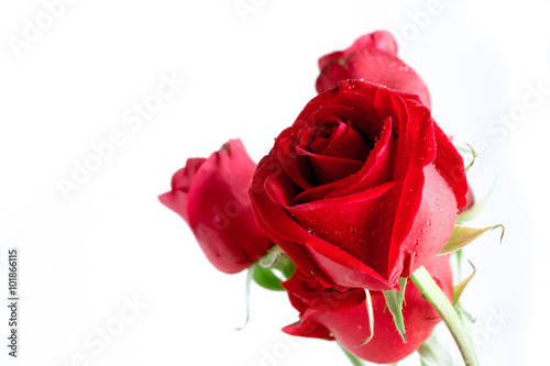 Fototapeta Naklejka Na Ścianę i Meble -  Red roses isolated on white background