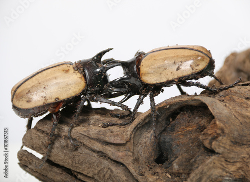 Rhinoceros beetle 5 He Against natureon a white background.. photo