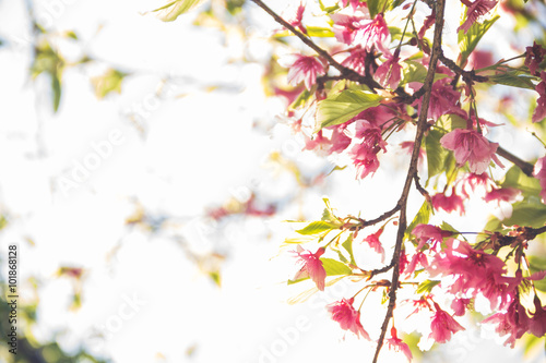 Picture blur flower