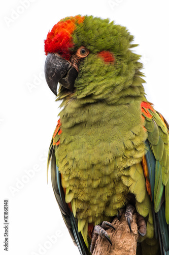 upright vertical three quarter portrait of a green macaw isolated against a white background photo