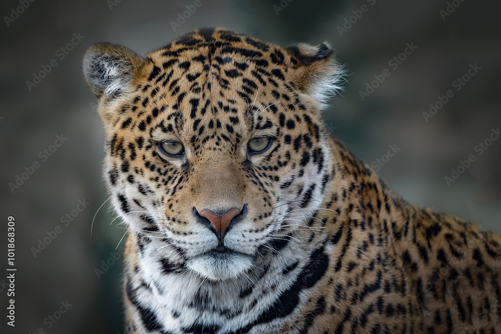 Naklejka premium Close up head only photograph of a Jaguar big cat staring forward into the camera.