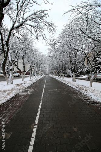 pedestrian way tree winter