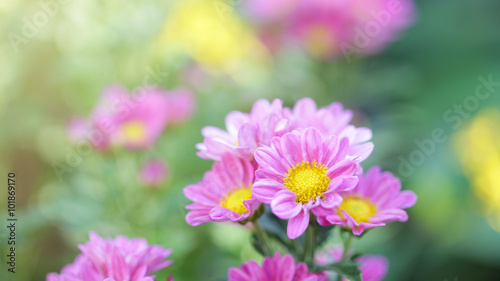 Pink Chrysanthemum © paladin1212