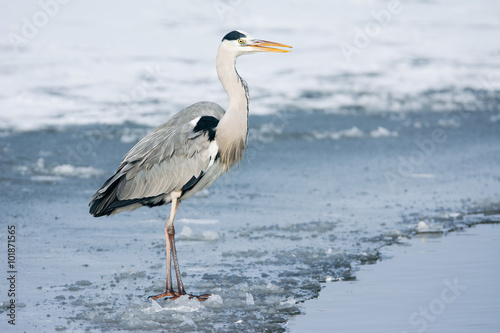 Grey Heron standing in the snow, a cold winter day