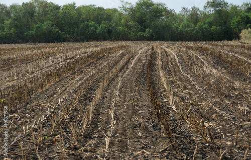 Burnt sugarcane field after harvest. Global warming concept