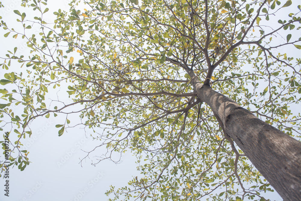 Fototapeta premium tree with green leaves on cleary sky. bottom view