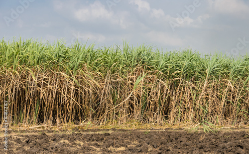 Sugarcane plantation in Thailand
