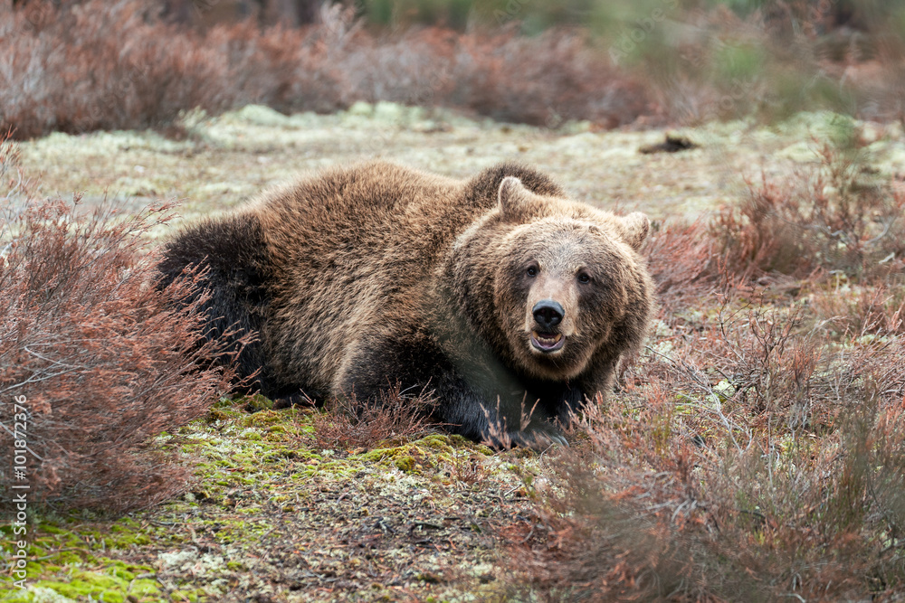 Obraz premium brown bear (Ursus arctos) in winter forest